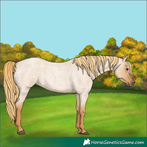 Horse Color:Red Dun Roan 