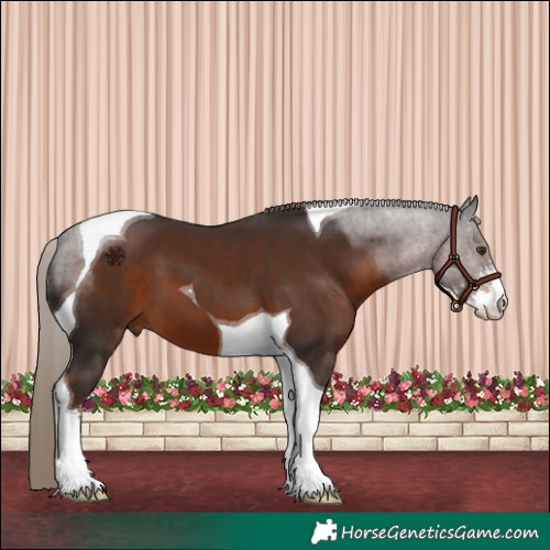 Horse Color:Liver Chestnut Sabino Tobiano
