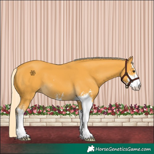 Horse Color:Palomino Sabino 