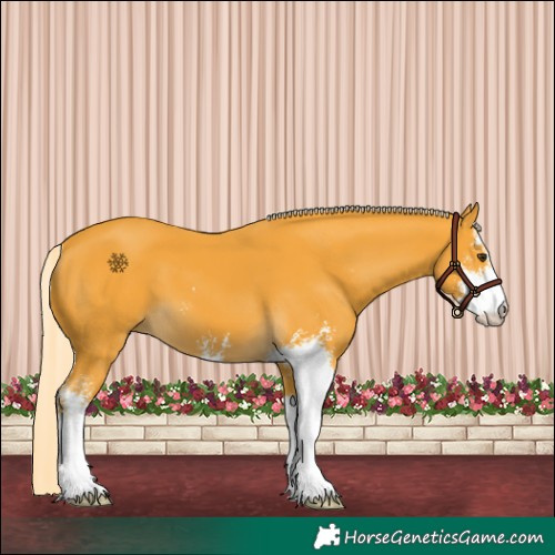 Horse Color:Palomino Sabino 