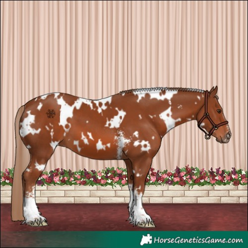 Horse Color:White Spotted Chestnut Sabino 