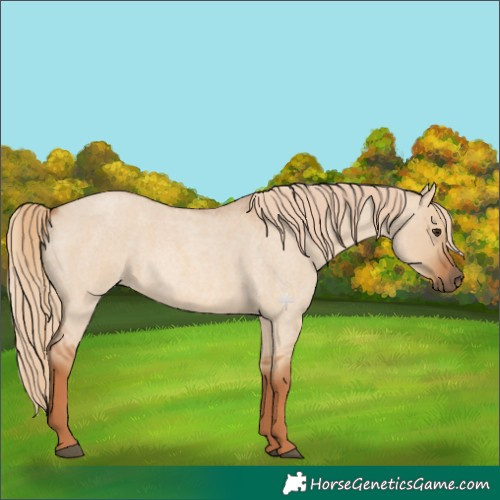 Horse Color:Red Dun Roan 