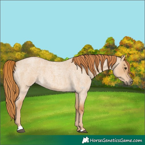 Horse Color:Red Dun Roan 