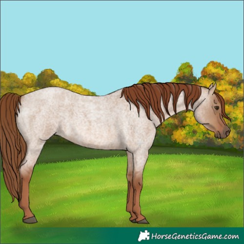 Horse Color:Red Dun Roan 