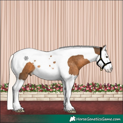 Horse Color:Chocolate Palomino Splash Tobiano