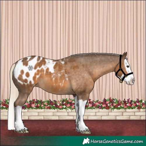 Horse Color:Chocolate Palomino Splash Appaloosa 
