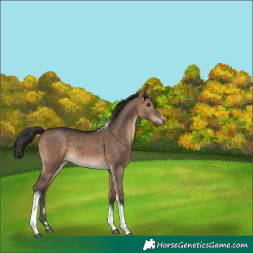 Horse Color:Bay Dun Tobiano