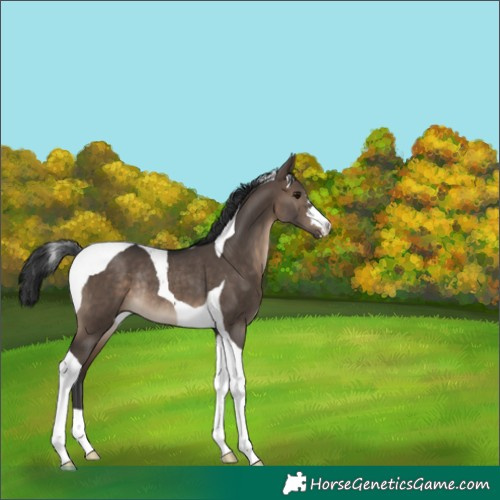 Horse Color:Brown Dun Tobiano Rabicano 