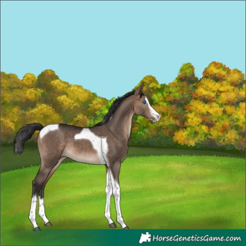 Horse Color:Brown Dun Splash Tobiano Rabicano 
