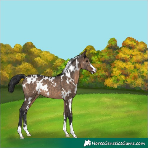 Horse Color:White Spotted Brown Dun Rabicano