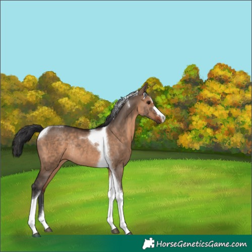 Horse Color:Brown Dun Tobiano Rabicano