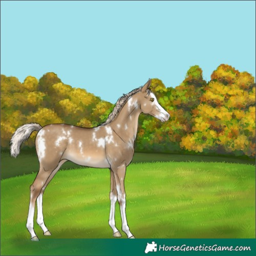 Horse Color:White Spotted Chocolate Palomino Dun Splash