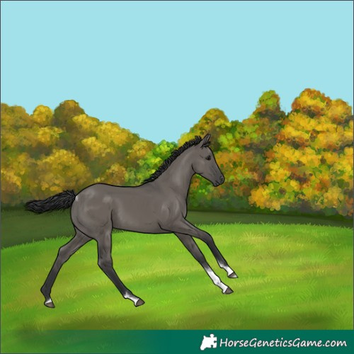 Horse Color:Grullo Tobiano Rabicano 