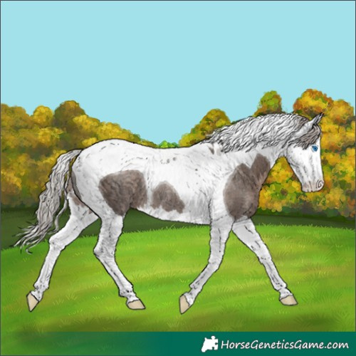 Horse Color:Silver Black Splash Tobiano Rabicano 