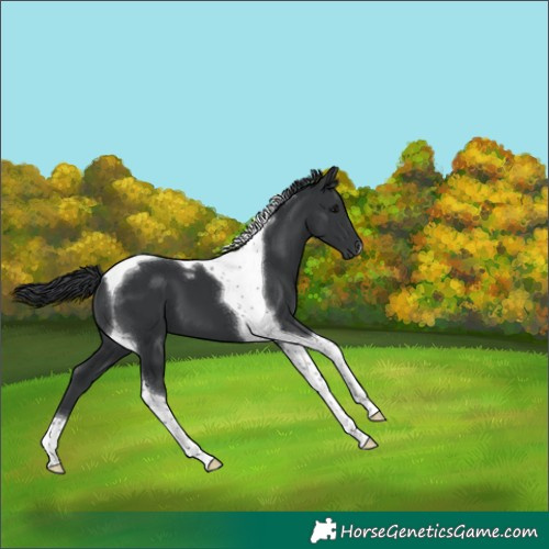 Horse Color:Black Tobiano 