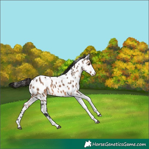Horse Color:Brown Dun Tobiano Appaloosa 