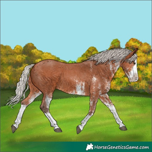 Horse Color:White Spotted Silver Bay Splash 