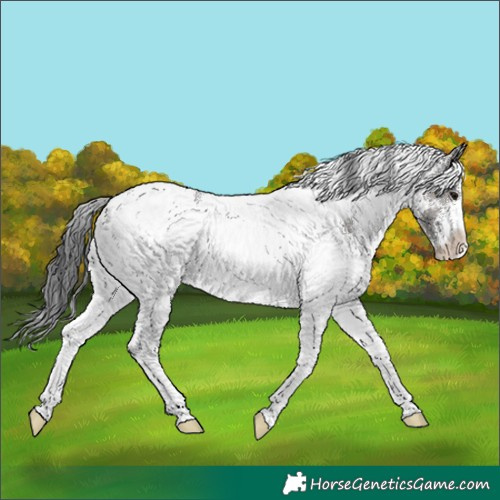 Horse Color:White Spotted Grullo