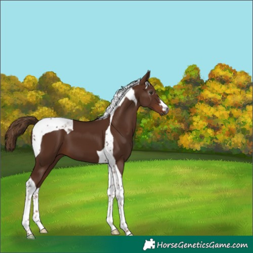 Horse Color:Gray Chestnut Tobiano 