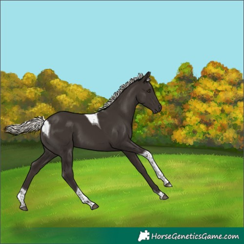 Horse Color:Liver Chestnut Mushroom Tobiano 