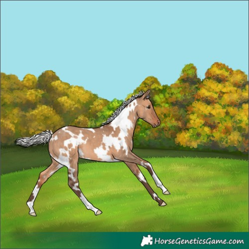 Horse Color:White Spotted Silver Brown Dun 