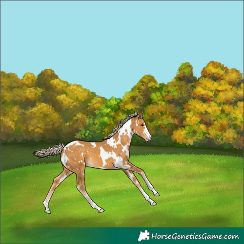 Horse Color:White Spotted Palomino