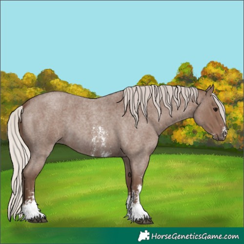 Horse Color:Silver Blue Roan Sabino 