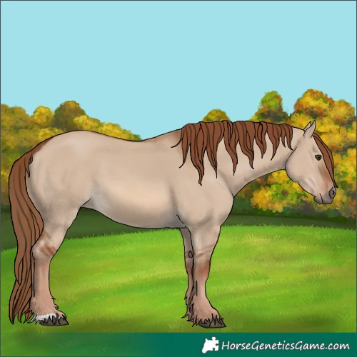 Horse Color:Red Dun 