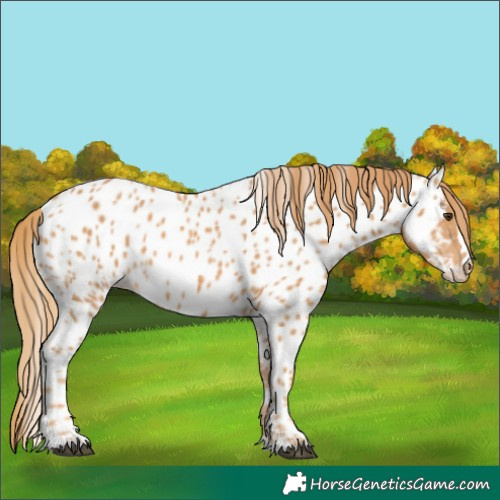 Horse Color:Chestnut Appaloosa