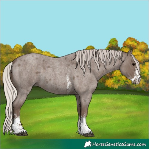 Horse Color:Silver Blue Roan Sabino 