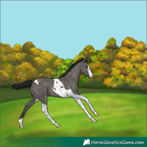 Horse Color:Grullo Tobiano