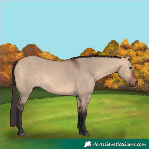 Horse Color:Bay Dun 
