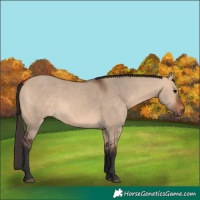 Horse Color:Bay Dun 