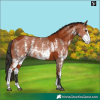 Horse Color:Bay Sabino Rabicano and Bay Sabino Rabicano
