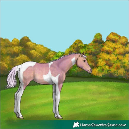 Horse Color:Watercolor Silver Buckskin Tobiano Rabicano 