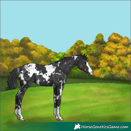 Horse Color:White Spotted Black Appaloosa 