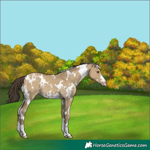 Horse Color:White Spotted Classic Cream Champagne Dun 