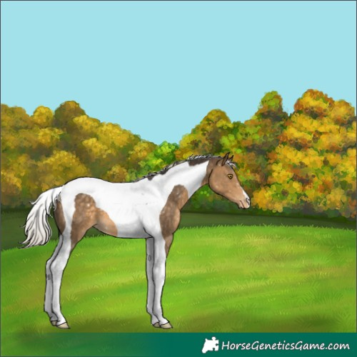 Horse Color:Silver Buckskin Tobiano Appaloosa 