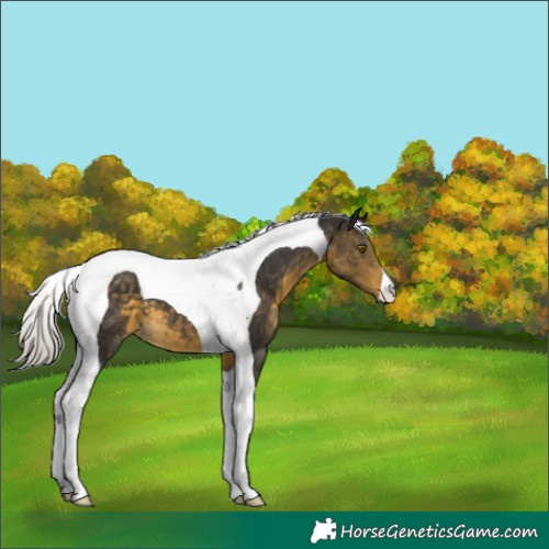Horse Color:Silver Buckskin Tobiano