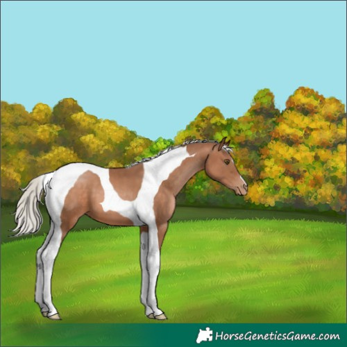 Horse Color:Silver Brown Pearl Tobiano 