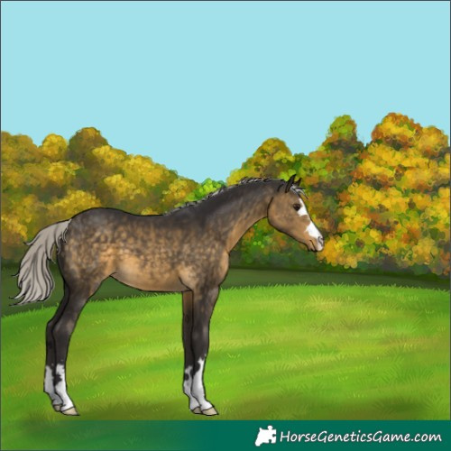 Horse Color:Silver Buckskin 