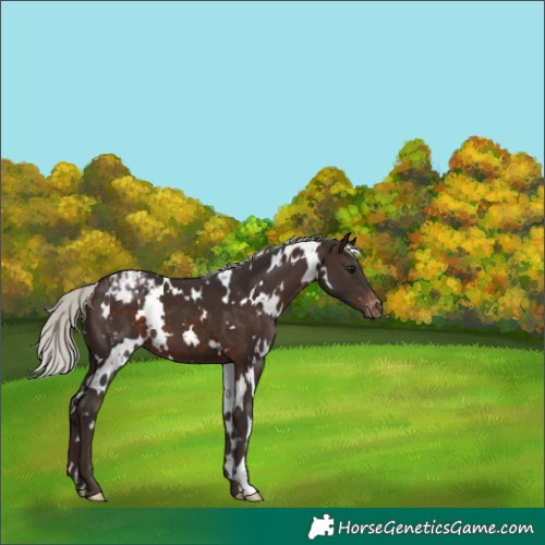 Horse Color:White Spotted Silver Brown Appaloosa