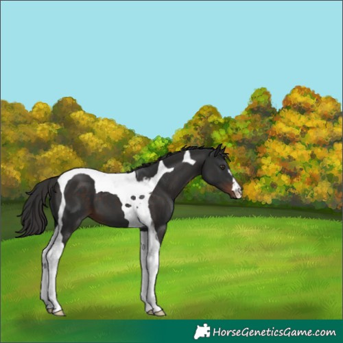 Horse Color:Liver Chestnut Tobiano 