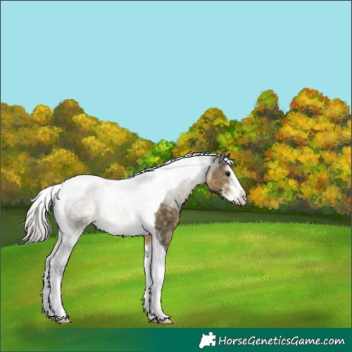 Horse Color:White Spotted Silver Buckskin Tobiano 