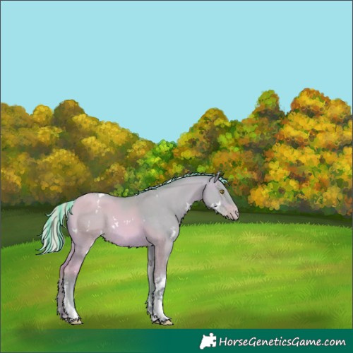 Horse Color:Painted Watercolor White Spotted Silver Sable Champagne Dun Tobiano Rabicano 
