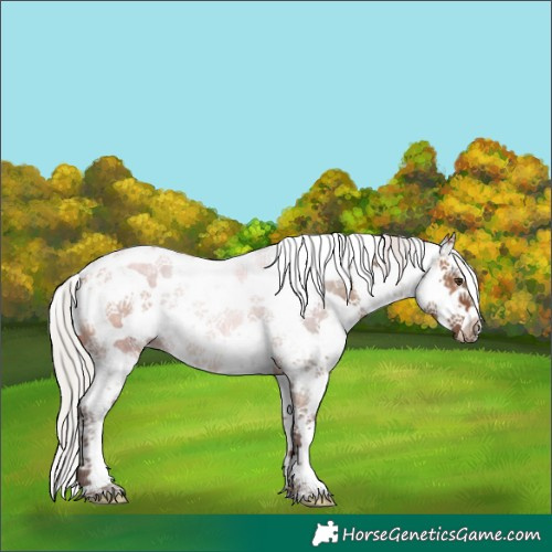 Horse Color:Silver Brown Dun Sabino Splash 