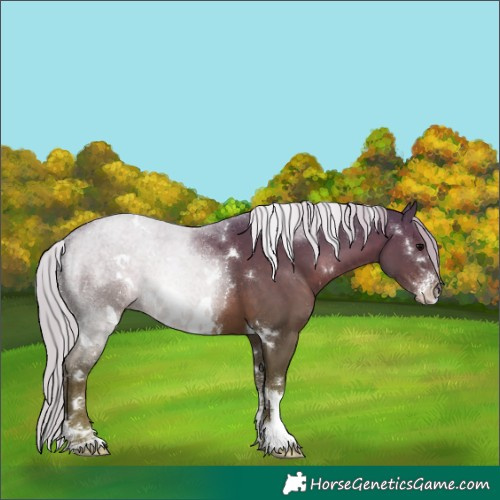Horse Color:White Spotted Silver Black Sabino 