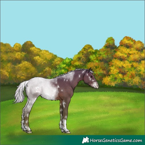Horse Color:White Spotted Silver Black Sabino 