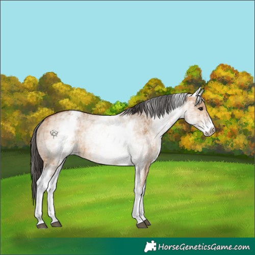 Horse Color:Unknown 