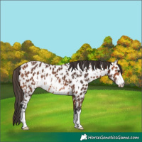 Horse Color:Bay Leopard  and Bay Leopard 